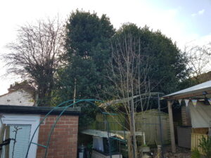 Holly Tree Pruning